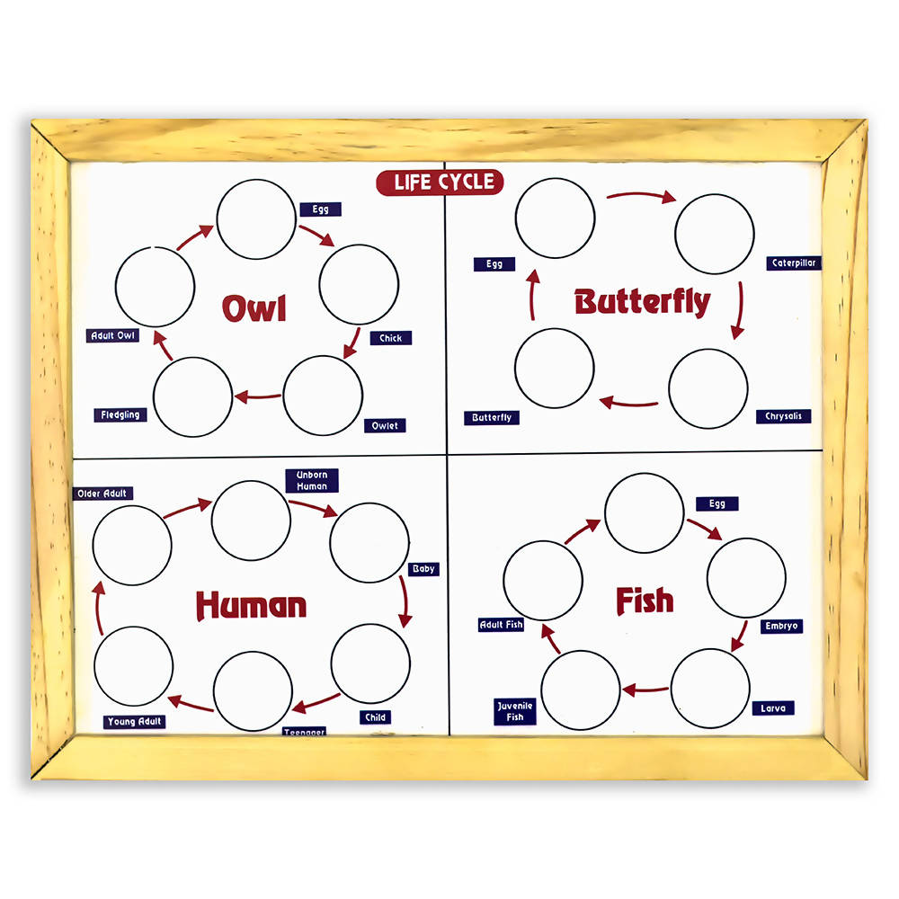 Magnetic Life cycle - Covering 7 Life Cycles